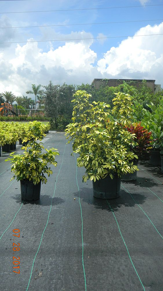 schefflera-arboricola-trinette-umbrella-tree