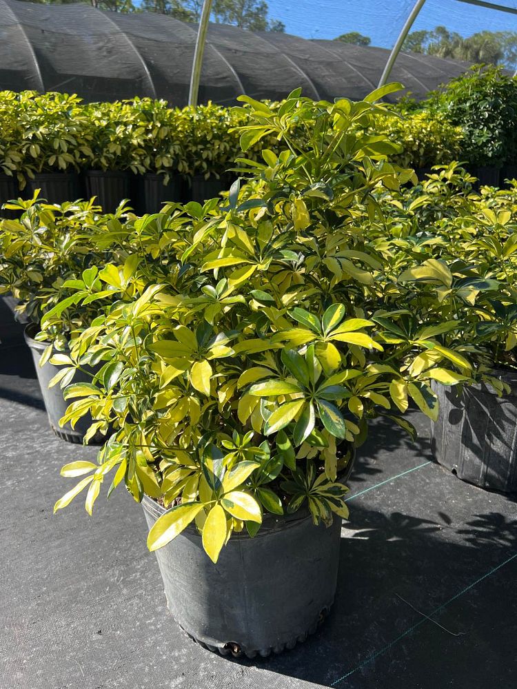 schefflera-arboricola-trinette-umbrella-tree