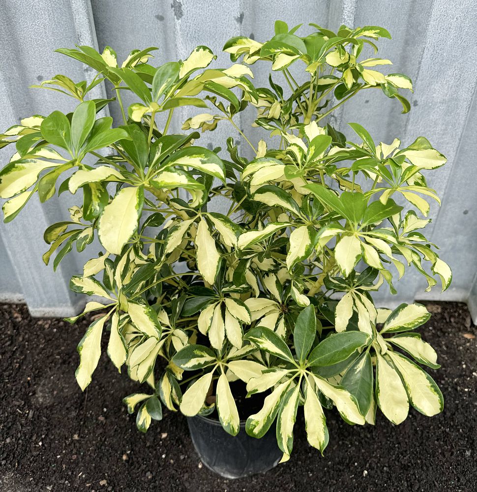 schefflera-arboricola-trinette-umbrella-tree