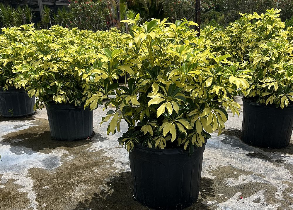 schefflera-arboricola-trinette-umbrella-tree