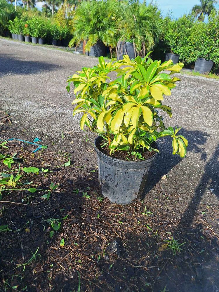 schefflera-arboricola-trinette-umbrella-tree