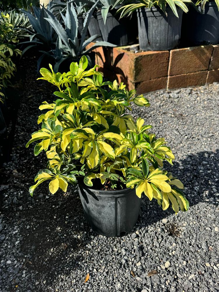 schefflera-arboricola-trinette-umbrella-tree