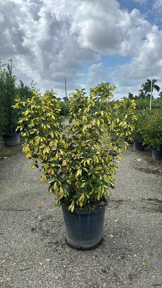 schefflera-arboricola-trinette-umbrella-tree