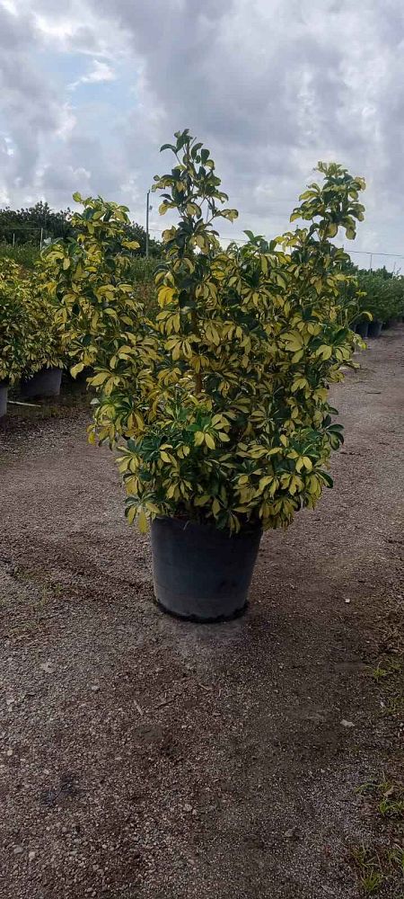 schefflera-arboricola-trinette-umbrella-tree