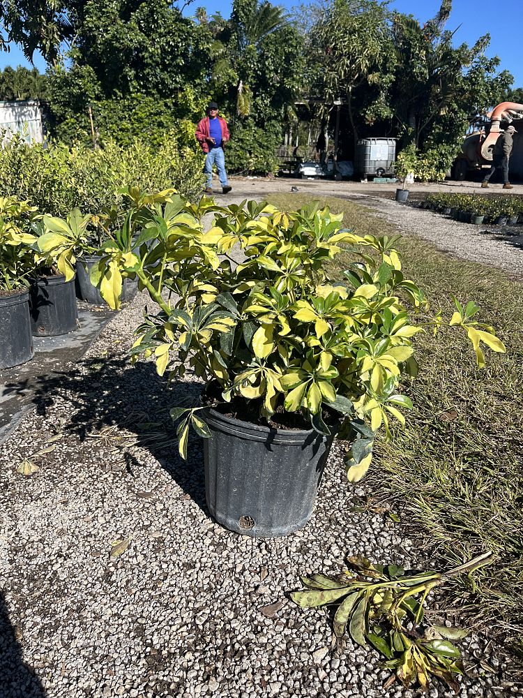 schefflera-arboricola-trinette-umbrella-tree