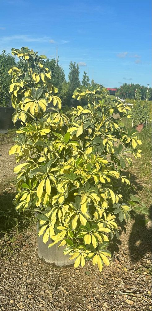 schefflera-arboricola-trinette-umbrella-tree