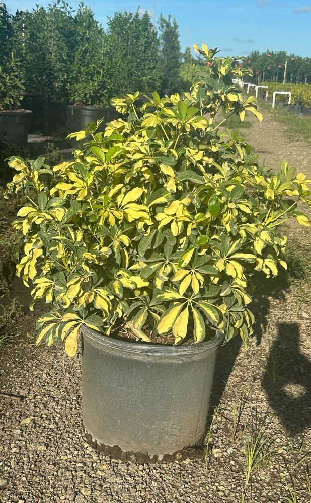 schefflera-arboricola-trinette-umbrella-tree