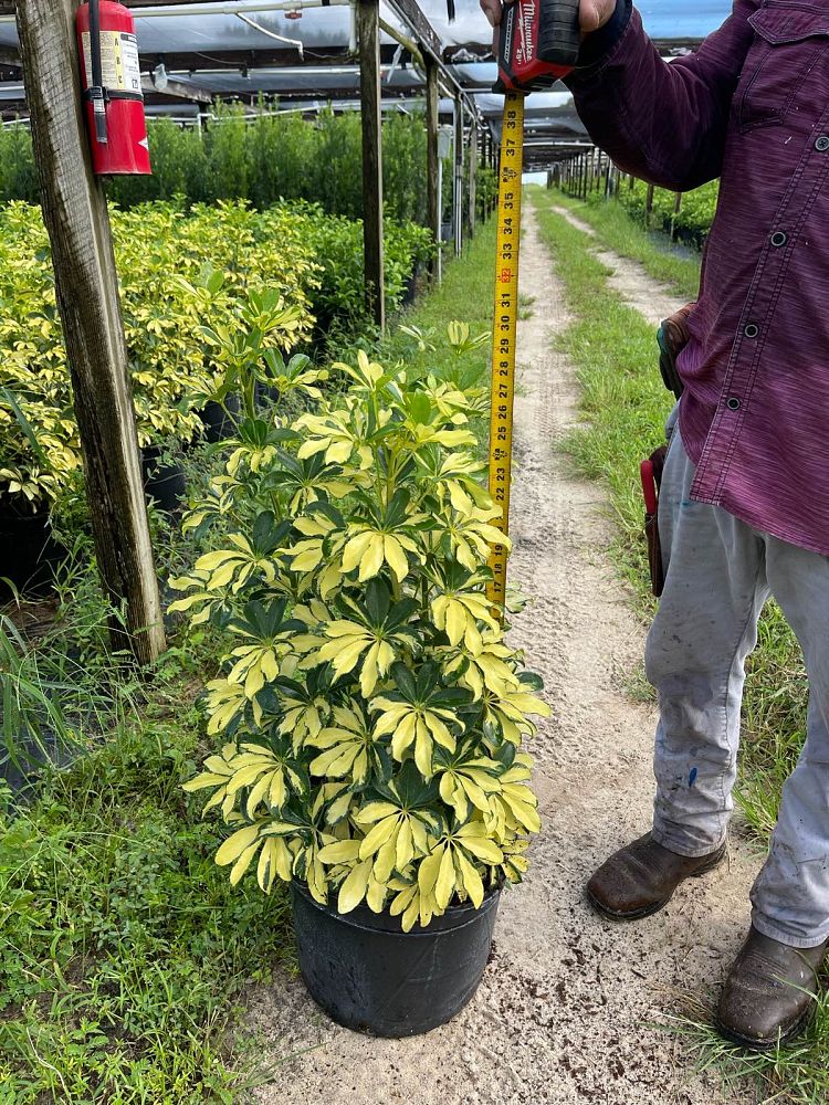 schefflera-arboricola-trinette-umbrella-tree