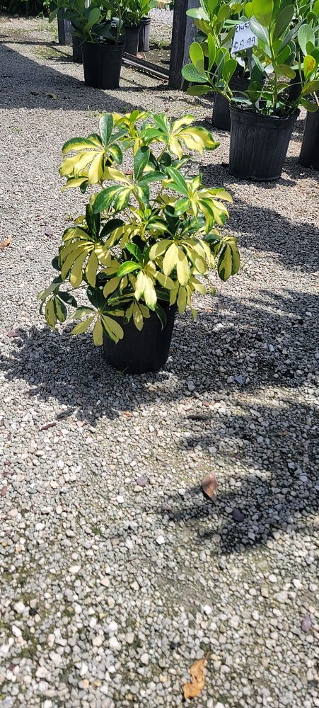 schefflera-arboricola-trinette-umbrella-tree