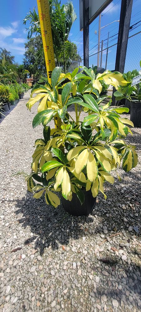 schefflera-arboricola-trinette-umbrella-tree