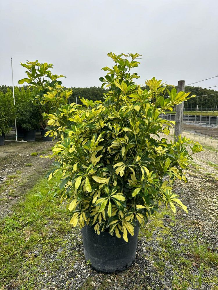 schefflera-arboricola-trinette-umbrella-tree