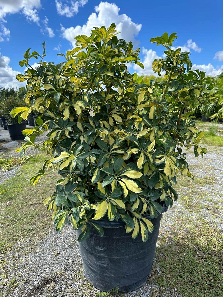 schefflera-arboricola-trinette-umbrella-tree