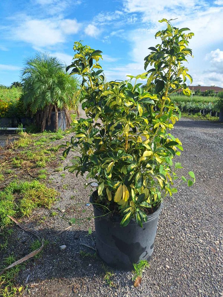 schefflera-arboricola-trinette-umbrella-tree