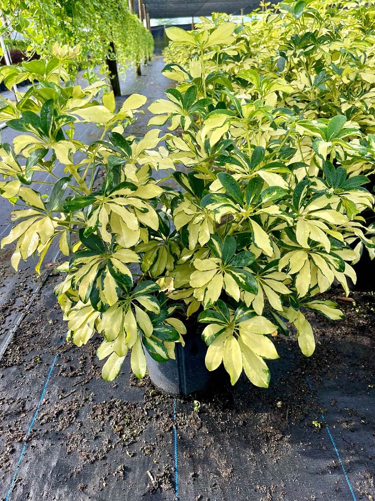 schefflera-arboricola-trinette-umbrella-tree