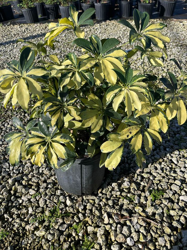 schefflera-arboricola-trinette-umbrella-tree