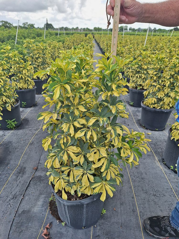 schefflera-arboricola-trinette-umbrella-tree