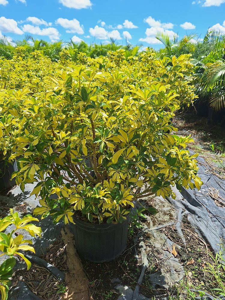 schefflera-arboricola-trinette-umbrella-tree