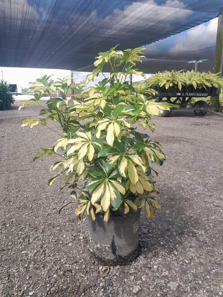 schefflera-arboricola-trinette-umbrella-tree