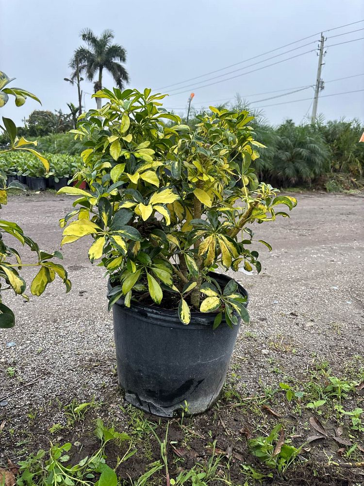 schefflera-arboricola-trinette-umbrella-tree