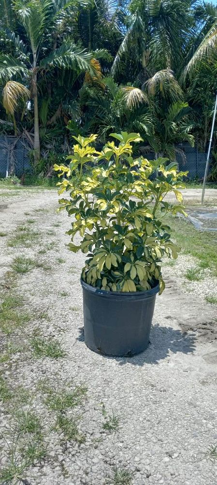 schefflera-arboricola-trinette-umbrella-tree