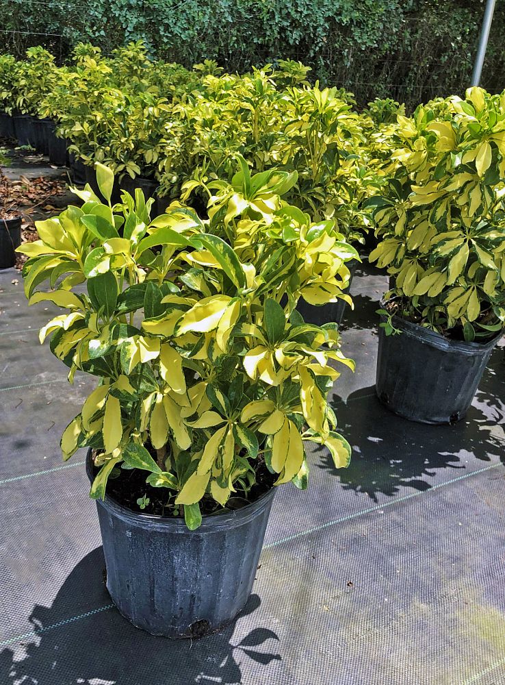 schefflera-arboricola-variegata-umbrella-tree