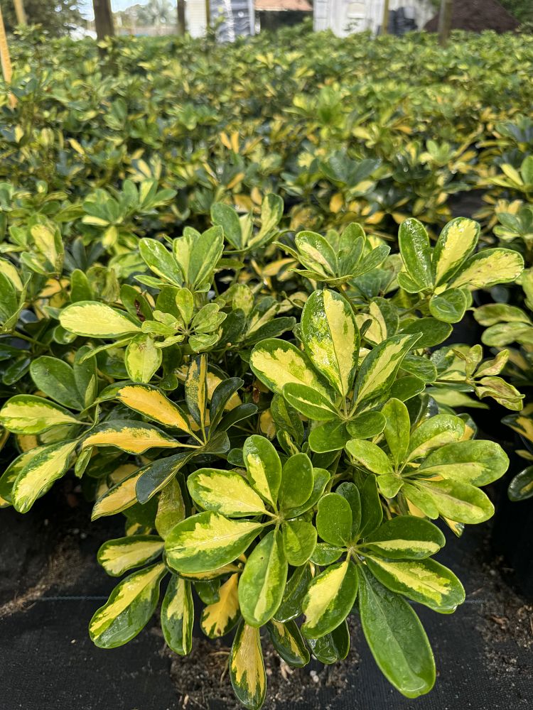 schefflera-arboricola-variegata-umbrella-tree