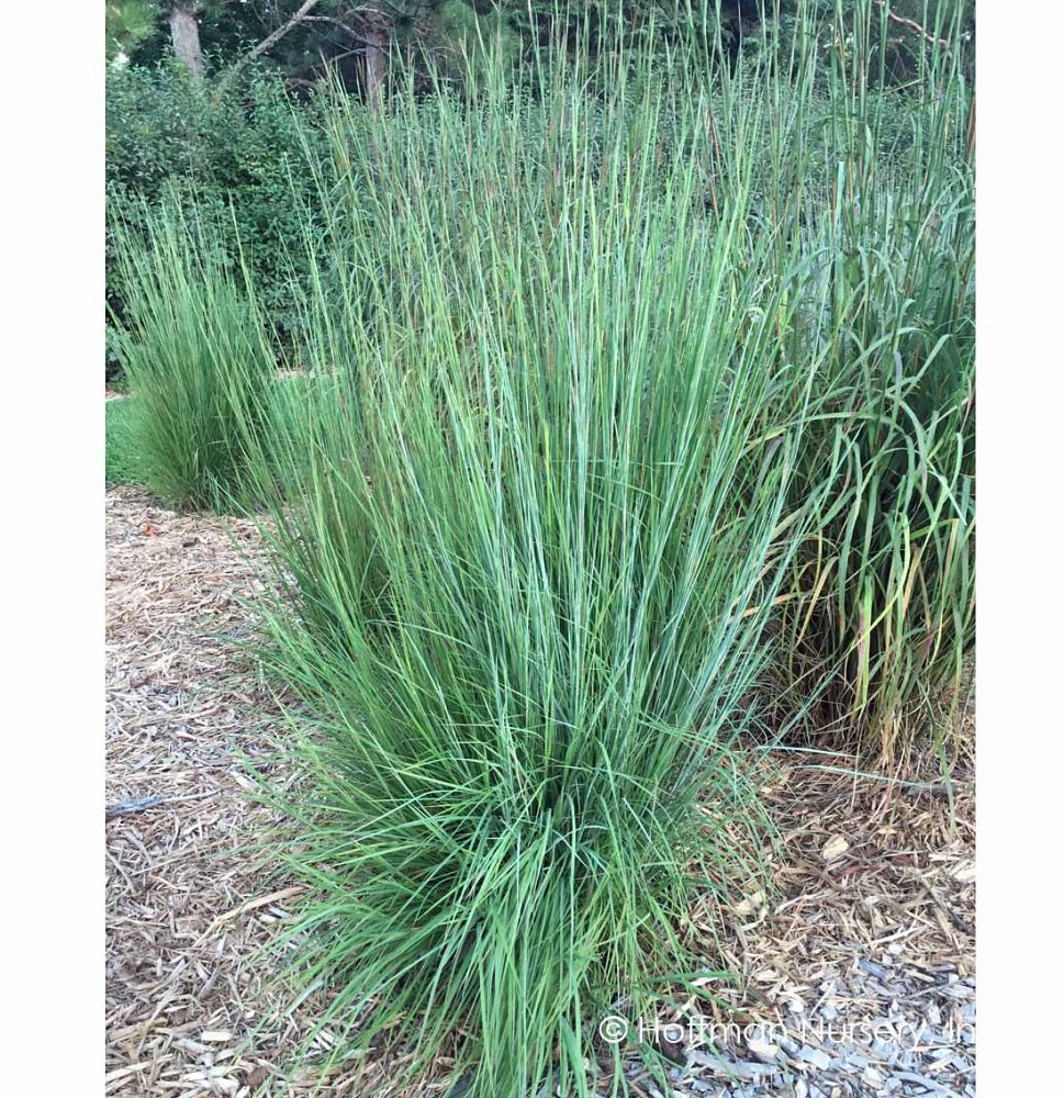 schizachyrium-scoparium-blaze-little-bluestem-grass-andropogon-scoparium