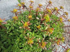 sedum-kamtschaticum-floriferum-weihenstephaner-gold-bailey-s-gold-russian-stonecrop-kamschatka-stonecrop