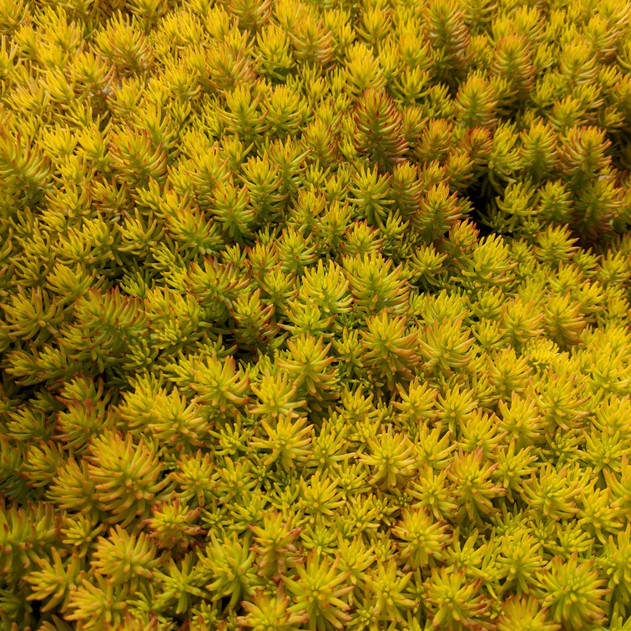 sedum-reflexum-angelina-silver-blue-stonecrop