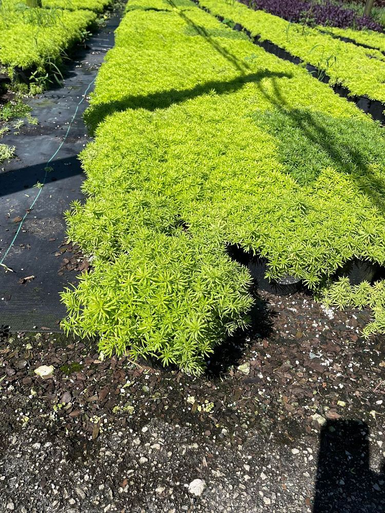 sedum-stonecrop