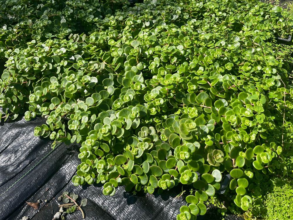 sedum-tetractinum-chinese-stonecrop