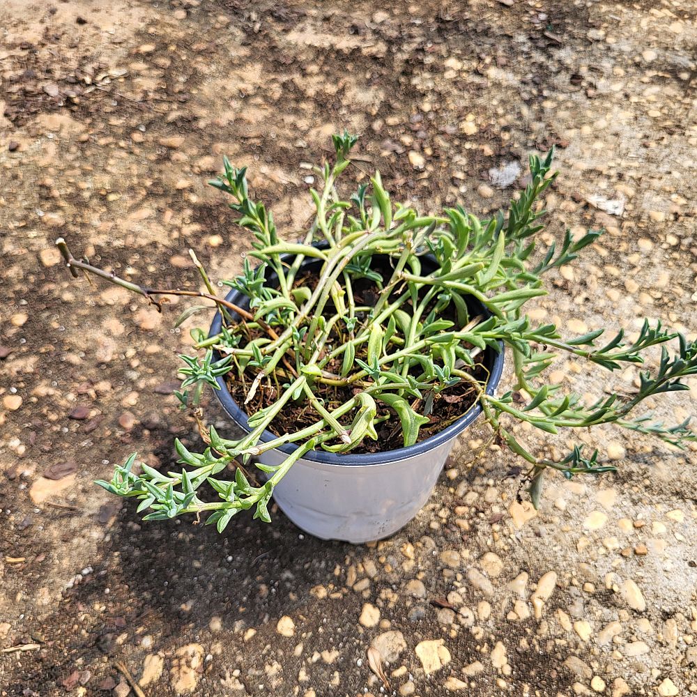 senecio-peregrinus-string-of-dolphins