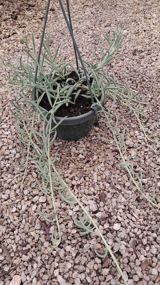 senecio-radicans-string-of-fishhooks