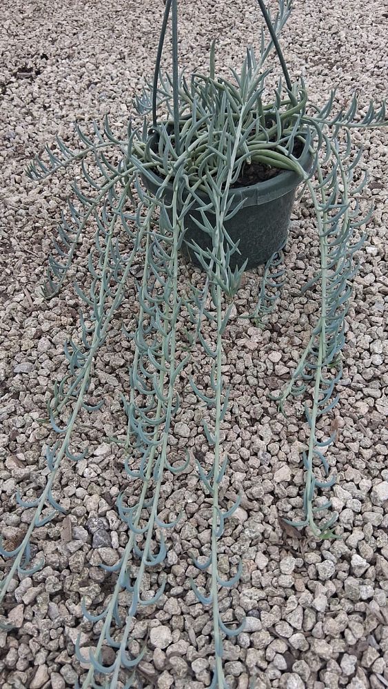 senecio-radicans-string-of-fishhooks