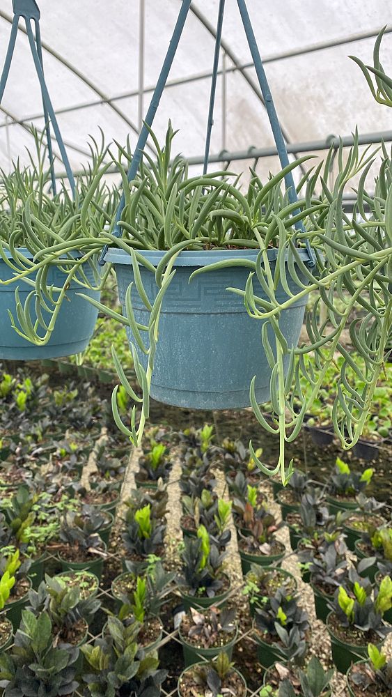 senecio-radicans-string-of-fishhooks