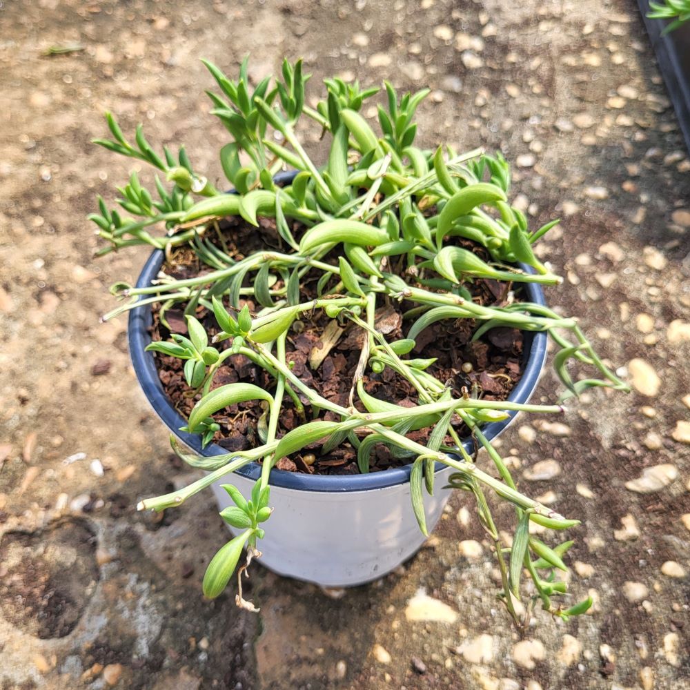 senecio-radicans-string-of-fishhooks