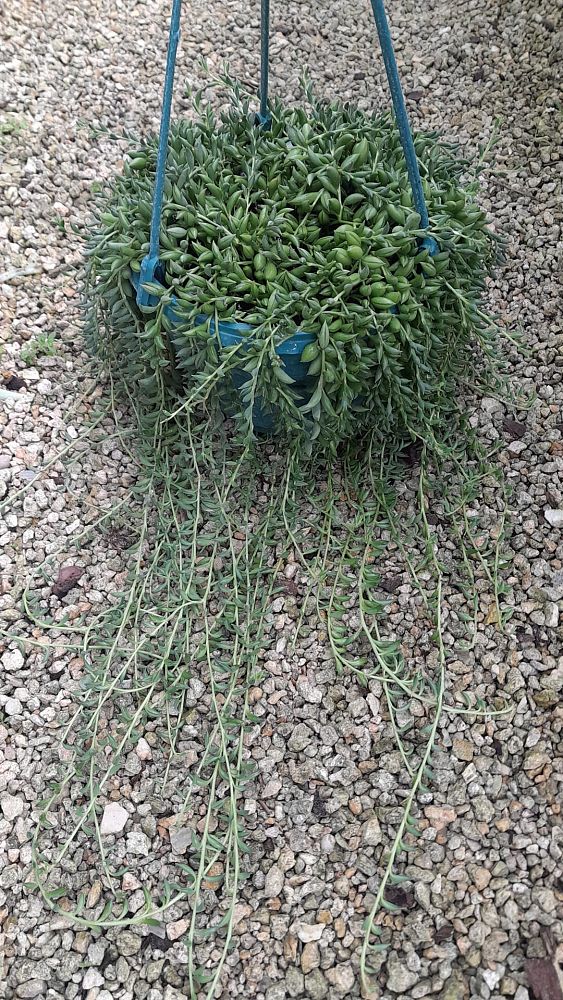 senecio-radicans-string-of-fishhooks