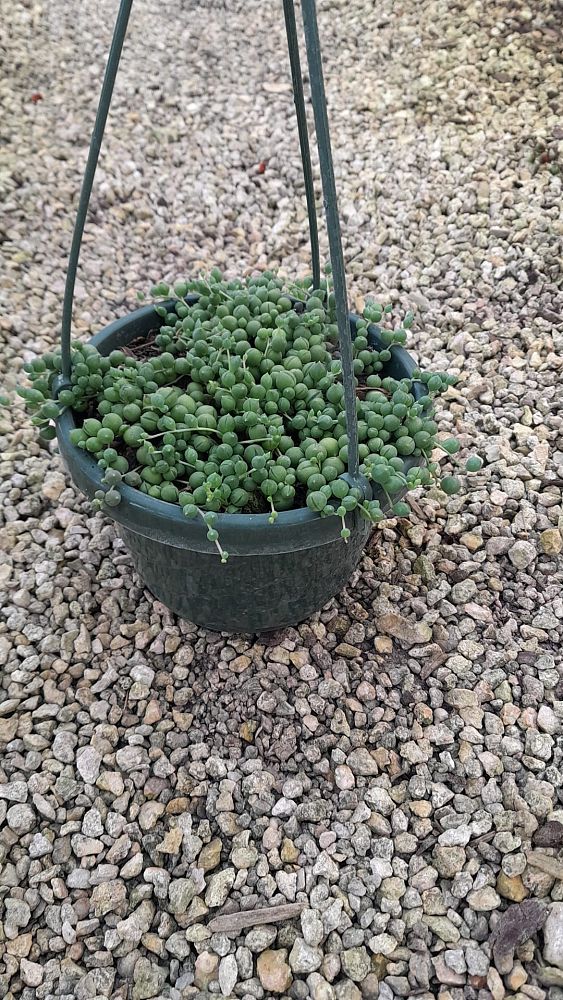 senecio-rowleyanus-string-of-pearls