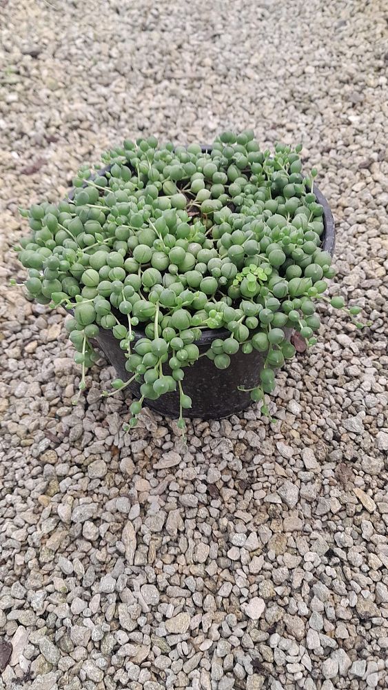 senecio-rowleyanus-string-of-pearls