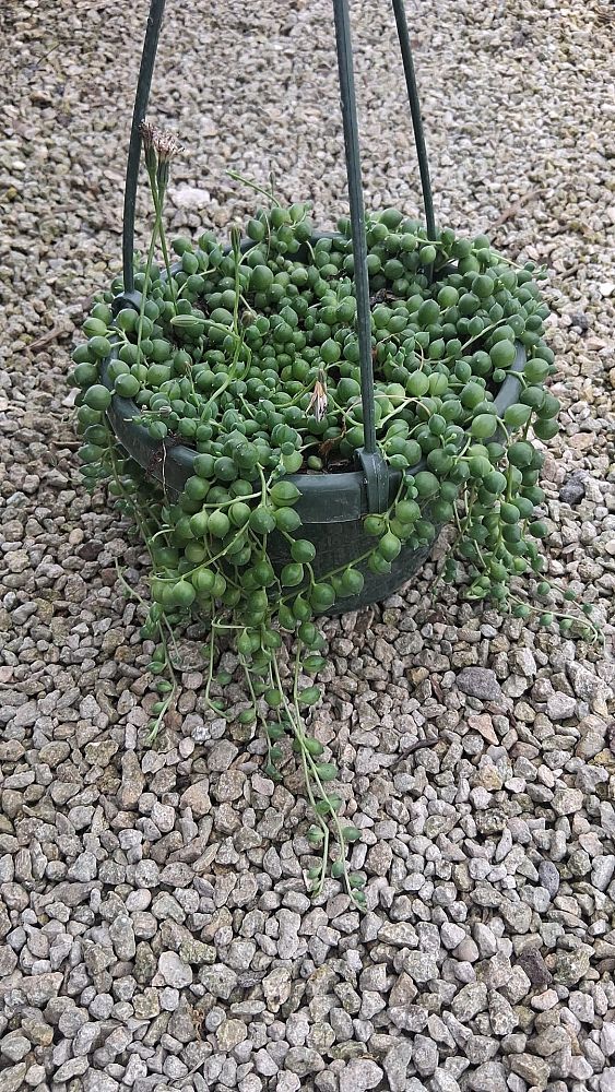 senecio-rowleyanus-string-of-pearls