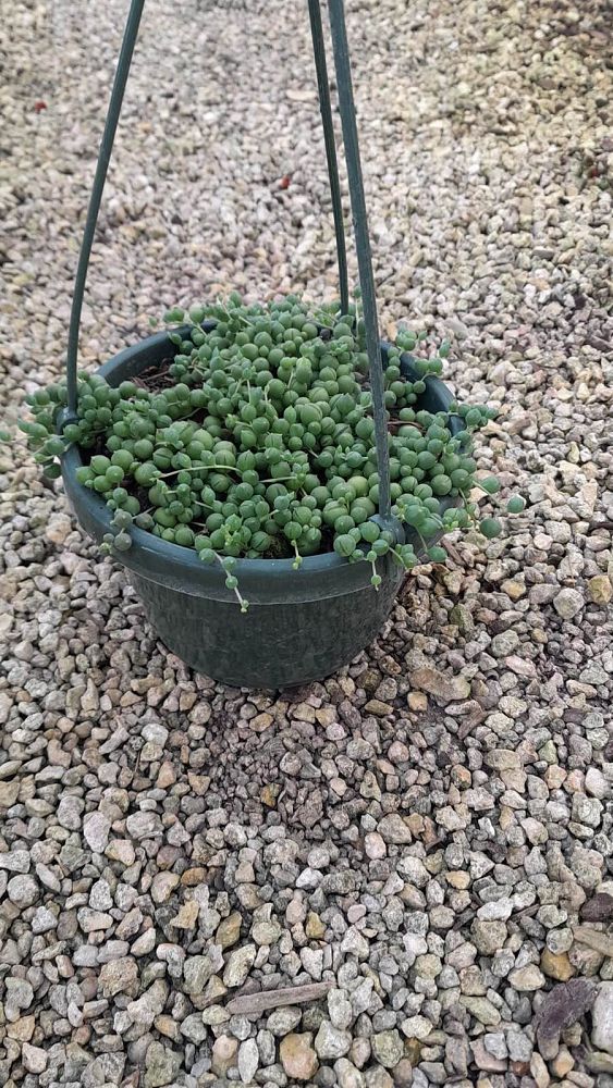 senecio-rowleyanus-string-of-pearls