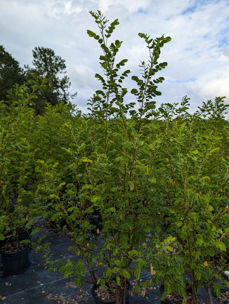 senna-bicapsularis-cassia-bicapsularis