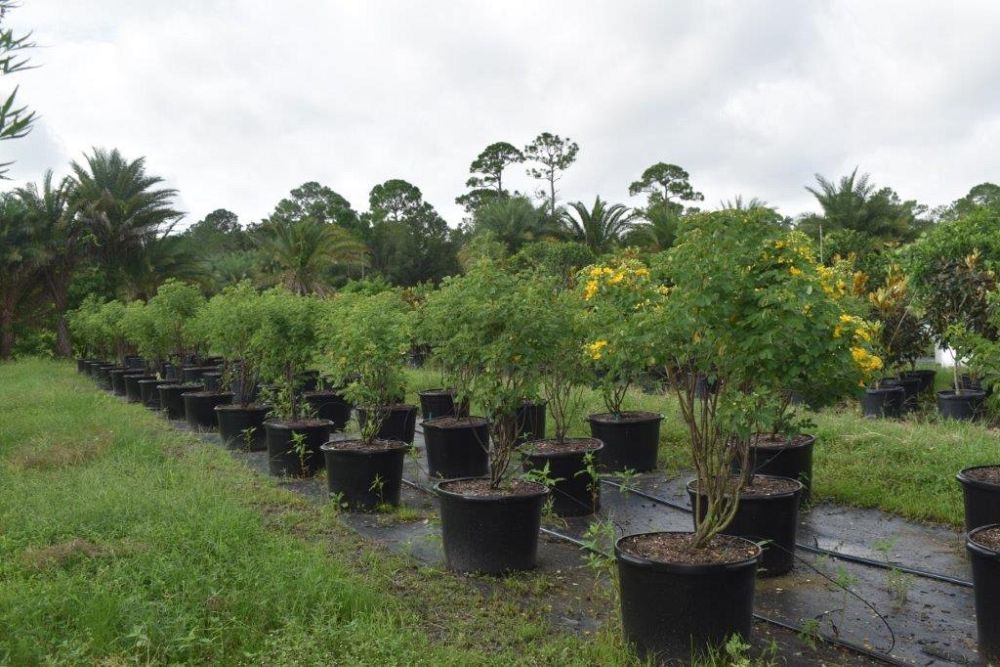 senna-bicapsularis-cassia-bicapsularis