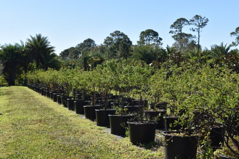 senna-bicapsularis-cassia-bicapsularis