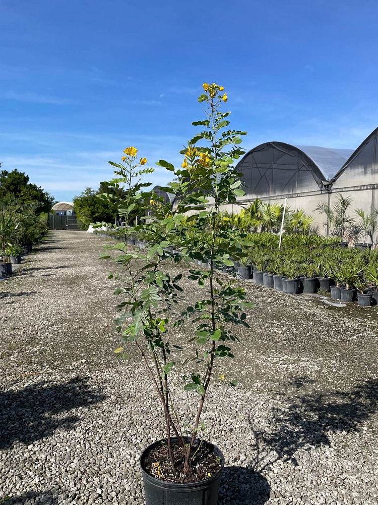 senna-ligustrina-privet-cassia