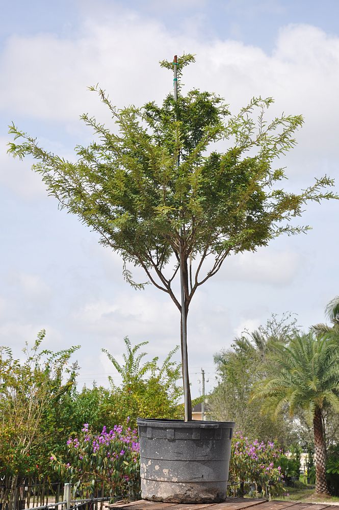 senna-polyphylla-cassia-polyphylla-desert-cassia