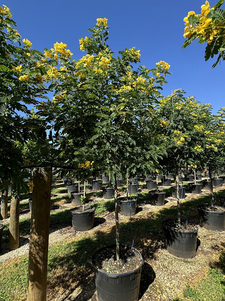 senna-surattensis-cassia-surattensis-glaucous-cassia