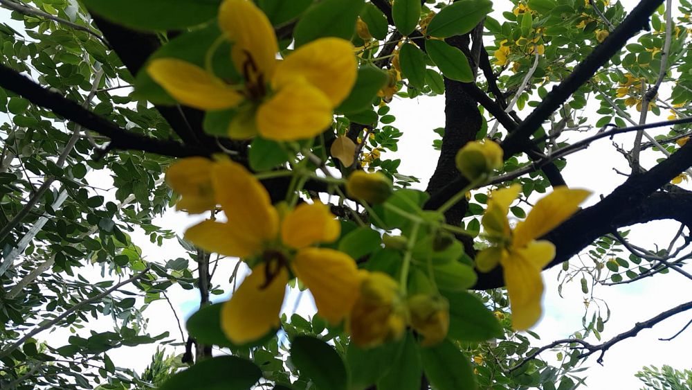 senna-surattensis-cassia-surattensis-glaucous-cassia