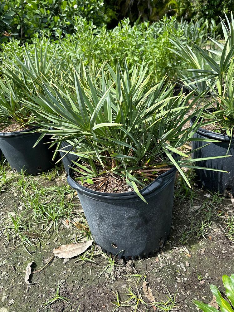 serenoa-repens-cinerea-silver-saw-palmetto