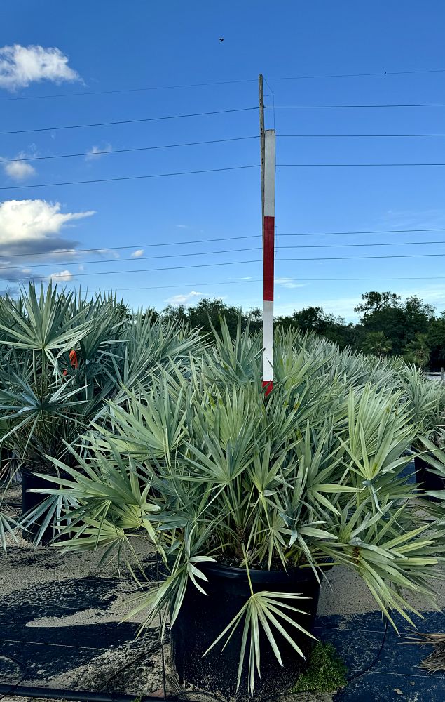 serenoa-repens-cinerea-silver-saw-palmetto